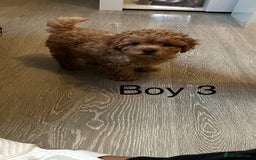 Cavapoo dogs for sale: Cavapoo pups ready to leave, forever homes only - Image 10