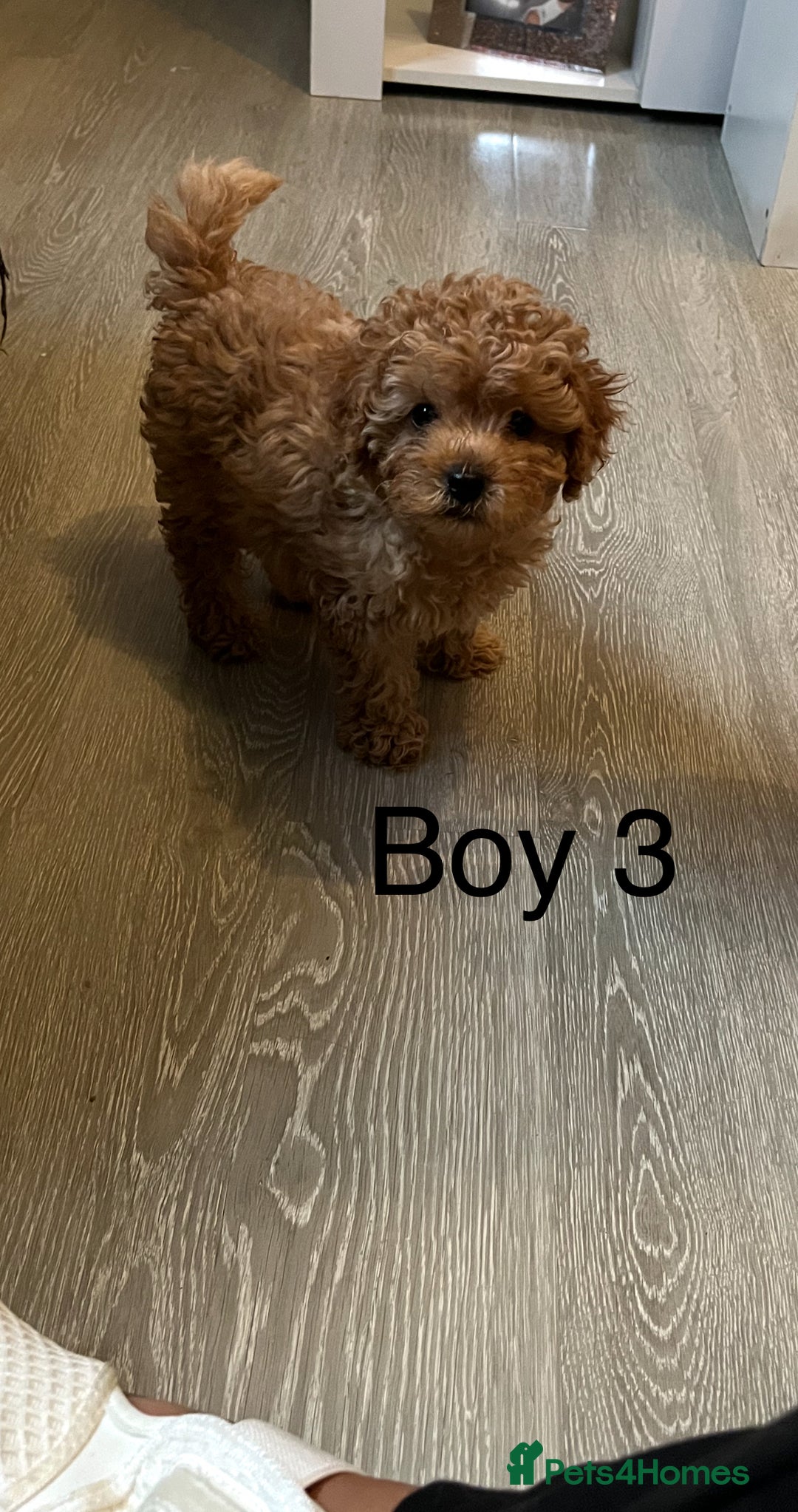 Cavapoo dogs for sale: Cavapoo pups ready to leave, forever homes only - Image 10
