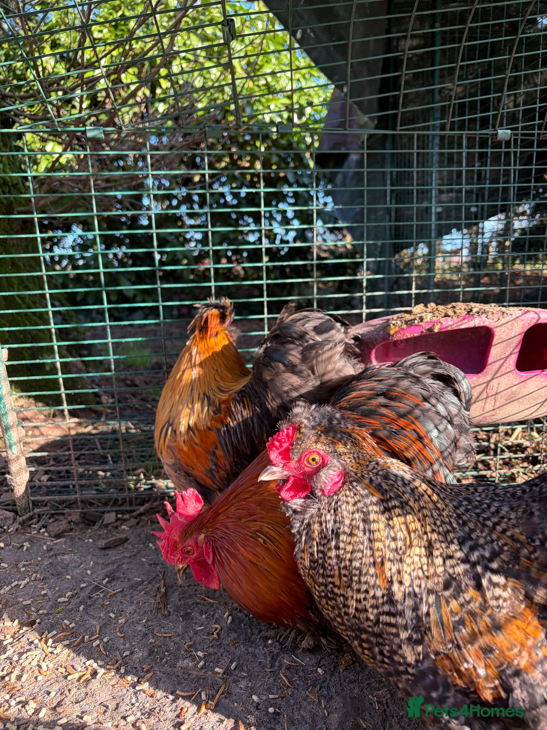 Chickens poultry for sale: Pekin and silkie roosters - Advert 2