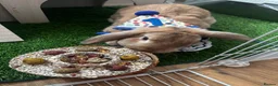 Mixed Breed rabbits for sale: Mini lop and lion head - Advert 5