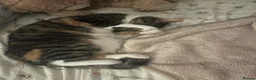Mixed Breed cats for sale: Inside Female tabby calico cat about 2 and a half. - Advert 3