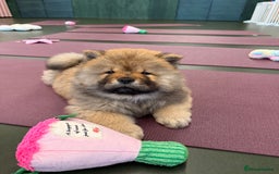 Chow Chow dogs for sale: Chow Puppies looking for new home - Image 33