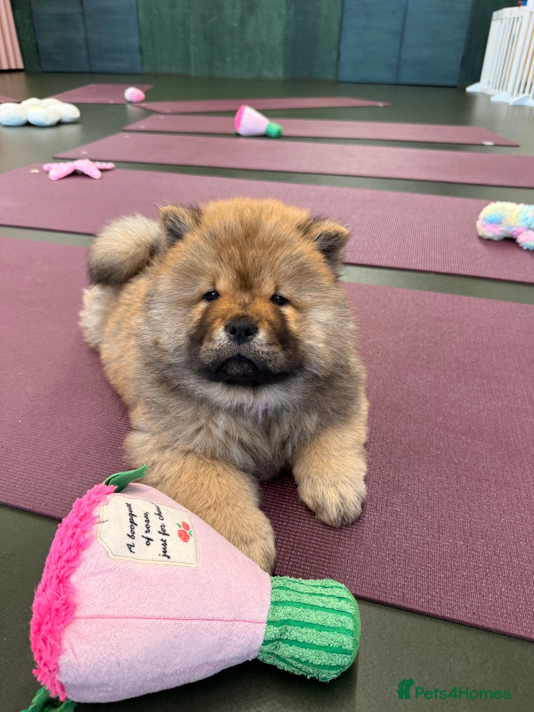 Chow Chow dogs for sale: Chow Puppies looking for new home - Image 33