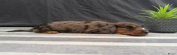 Miniature Dachshund dogs for sale: Longhair Miniature Dachshund - Advert 7