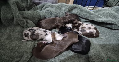 Miniature Dachshund dogs - Advert 6