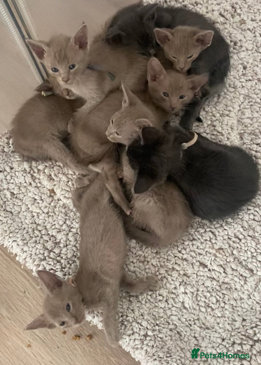 Mixed Breed cats for sale: Oriental X Siamese kittens  - Image 5