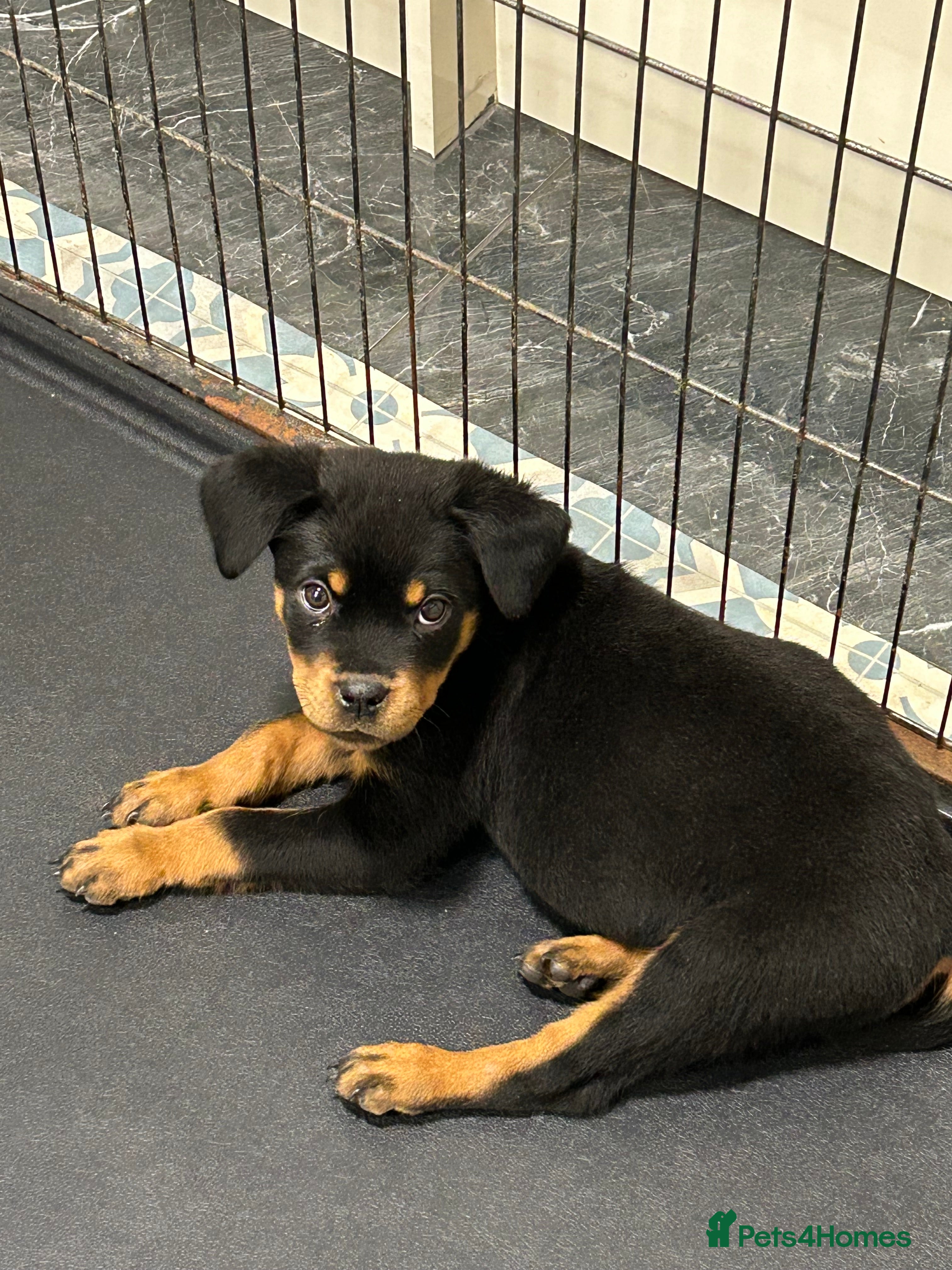 Rottweiler dogs Champion  bloodline Rottwiler Puppies  - Advert 6