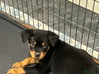 Rottweiler dogs Champion bloodline Rottwiler Puppies - Advert 6