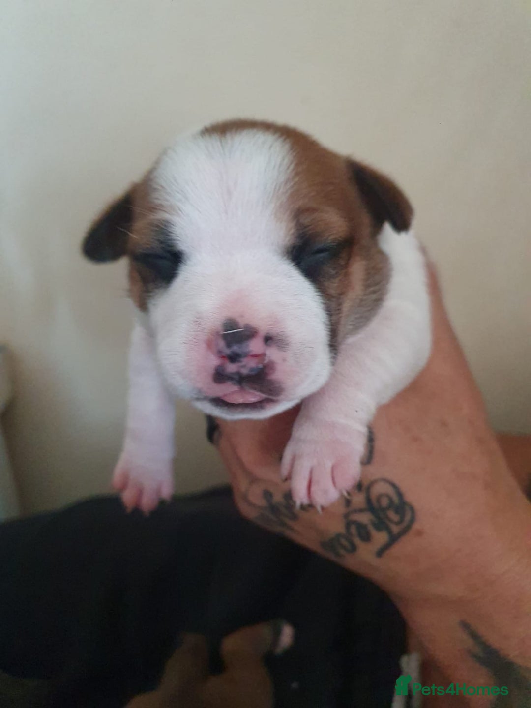 Staffordshire Bull Terrier dogs for sale: The Most Beautiful Staffy Puppies - Image 4