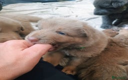 German Shepherd dogs for sale: ISABELLA GERMAN SHEPHERD 🌟 3 PUPS REMAINING 🌟 - Image 15