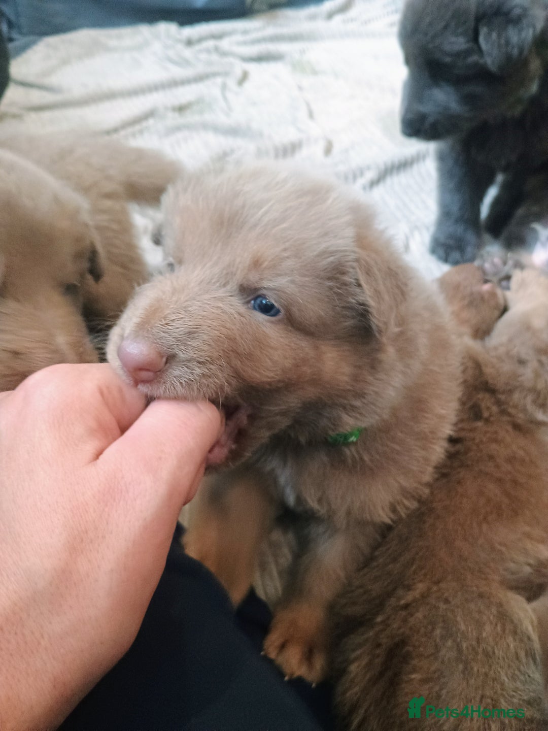 German Shepherd dogs for sale: ISABELLA GERMAN SHEPHERD 🌟 3 PUPS REMAINING 🌟 - Image 15