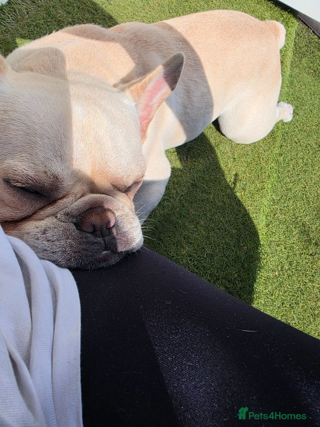 French Bulldog dogs for sale: 10 month old cream French Bulldog boy - Advert 2