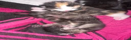British Shorthair cats for sale: beautiful kittens availible beginning september  - Advert 8