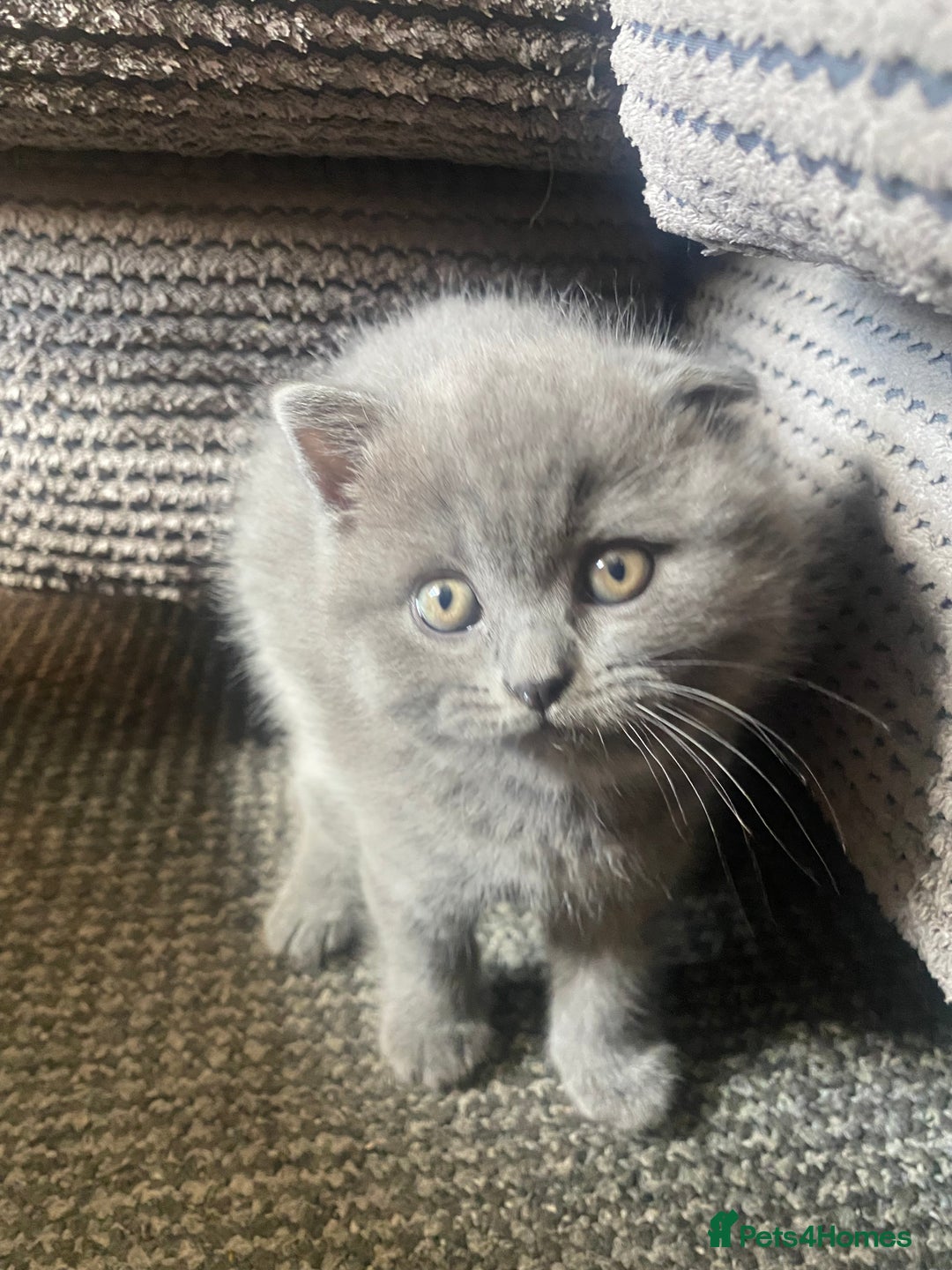 Mixed Breed cats for sale: Mother and daughter cats. - Advert 8