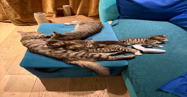Maine Coon cats - Advert 14