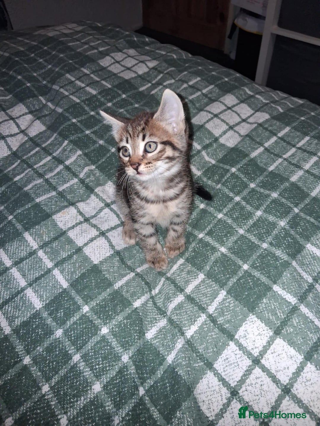 Mixed Breed cats for sale: Kittens ready for forever homes.  - Advert 4