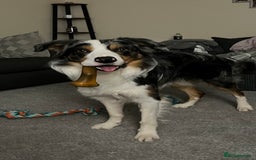 Border Collie dogs for stud: Stud Dog Available – Poe - Image 16