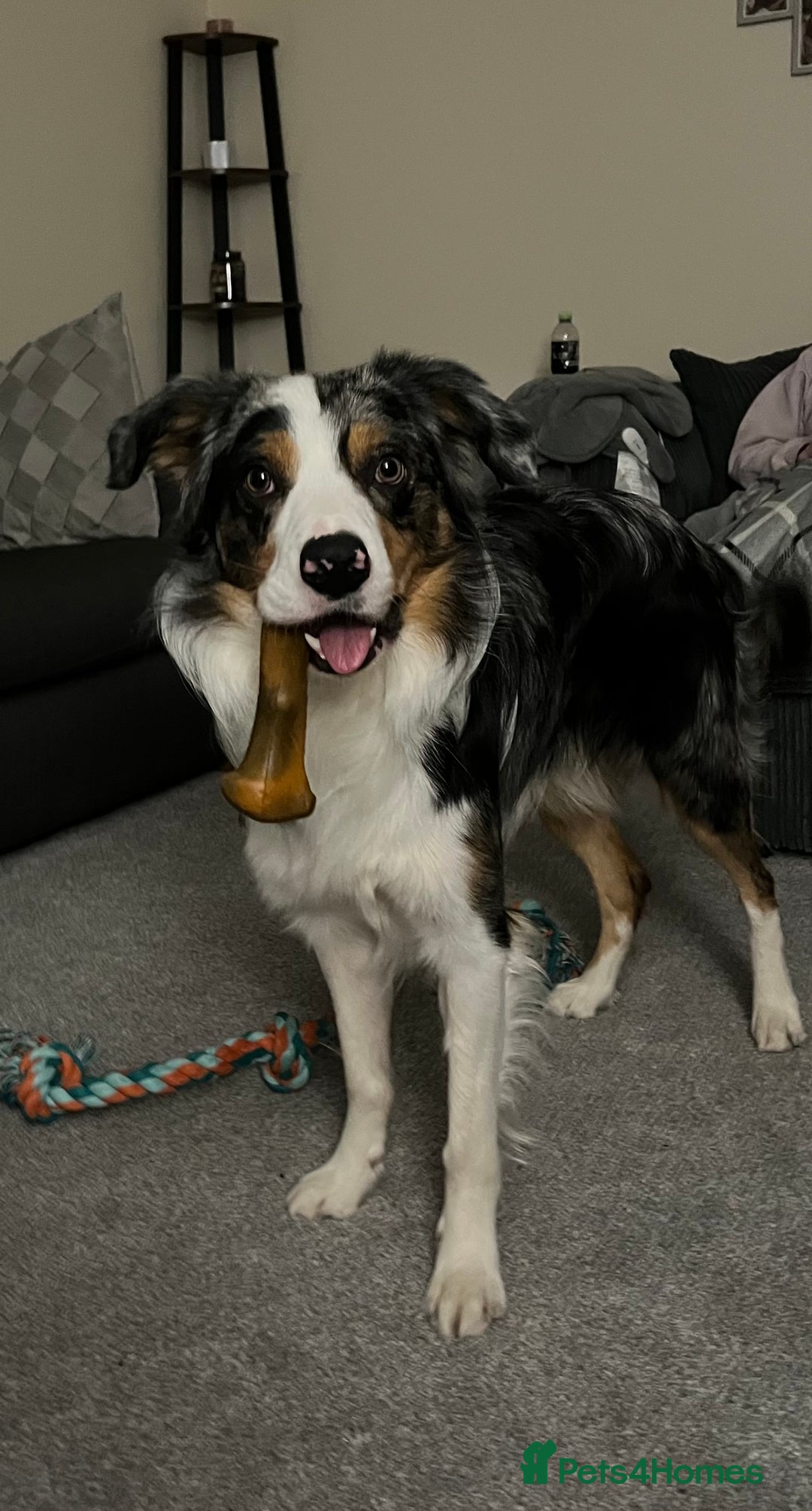 Border Collie dogs for stud: Stud Dog Available – Poe - Image 16