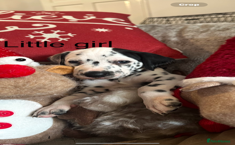 Dalmatian dogs - Advert 11