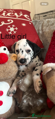 Dalmatian dogs - Advert 11