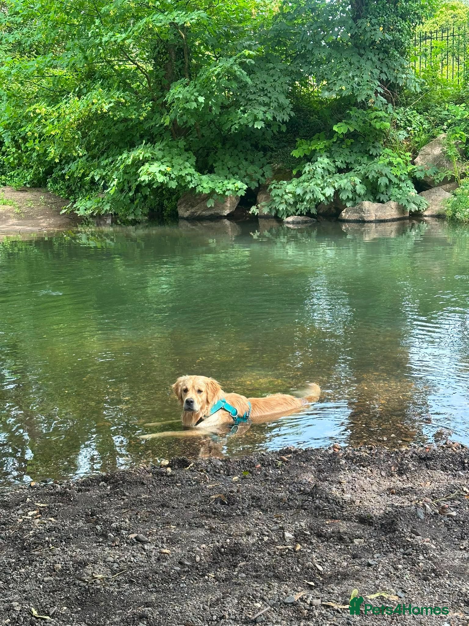 Golden Retriever dogs KC Registered Golden Retreiver for stud - Advert 3