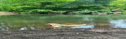 Golden Retriever dogs for stud: KC Registered Golden Retreiver for stud - Advert 1