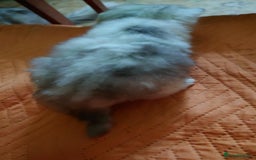 Persian cats for sale: Persian Chinchilla doll face in London - Image 7