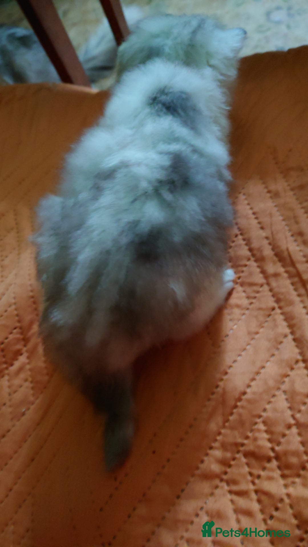 Persian cats for sale: Persian Chinchilla doll face in London - Image 7
