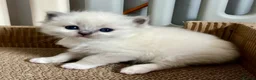 Ragdoll cats for sale: Purebred Ragdolls Kittens in Bournemouth - Advert 21