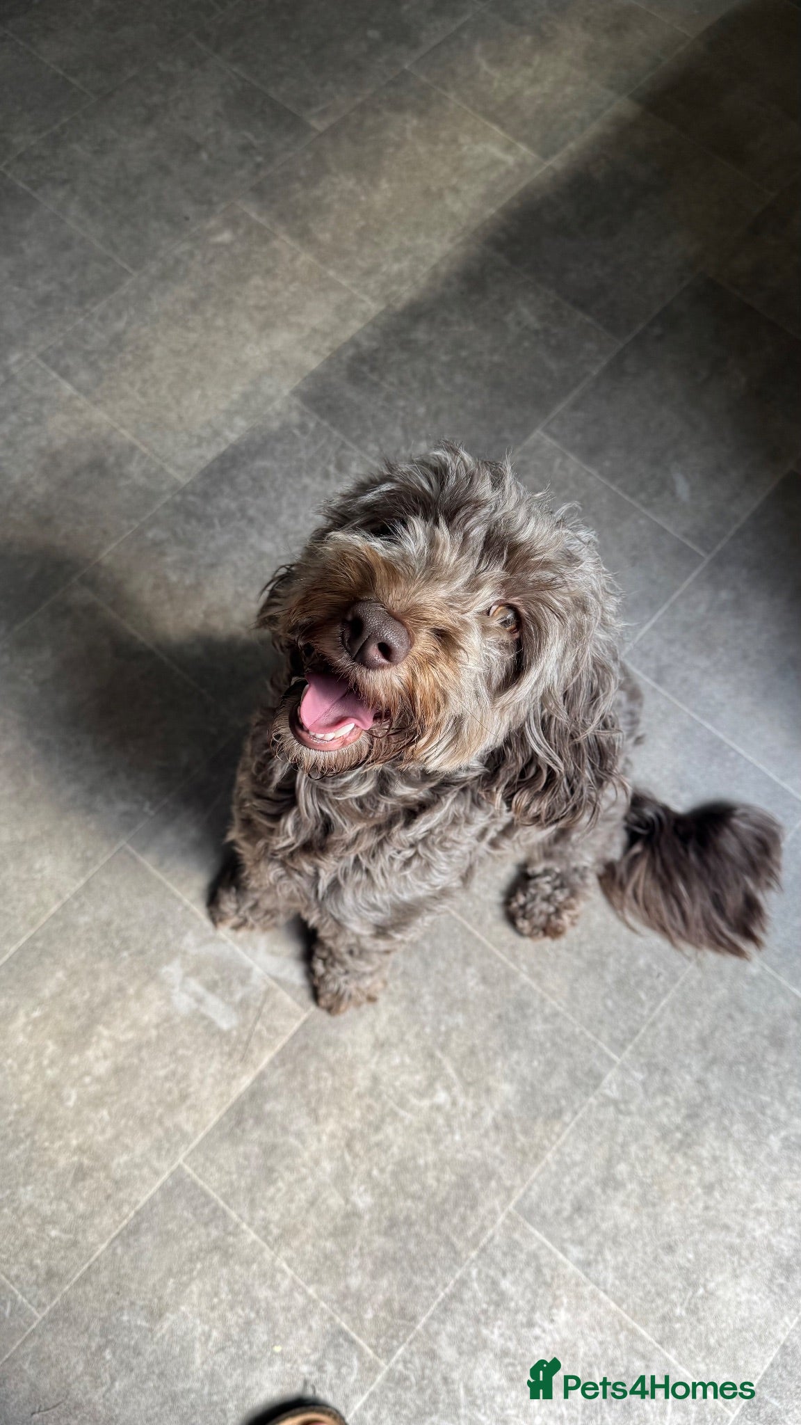 Mixed Breed dogs Cockapoo X Border Collie Puppies - Advert 18