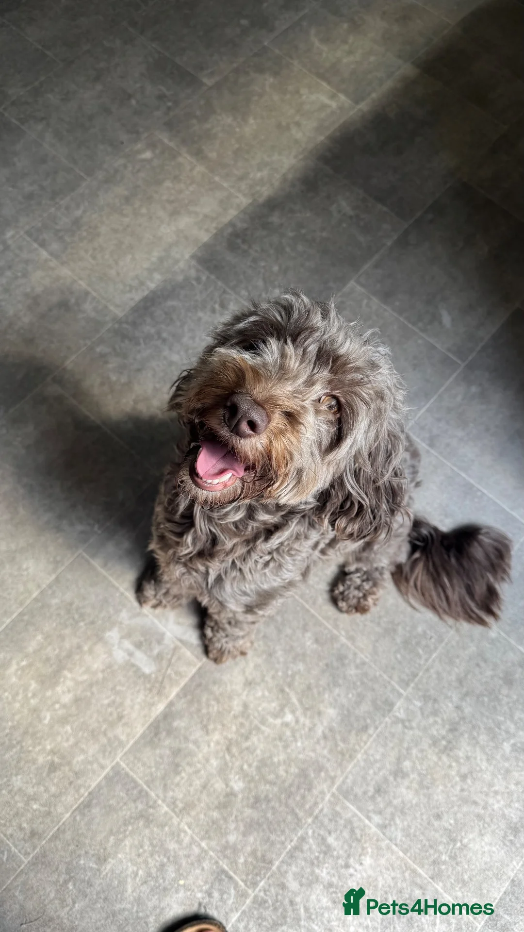 Mixed Breed dogs for sale: Cockapoo X Border Collie Puppies in Driffield - Advert 1