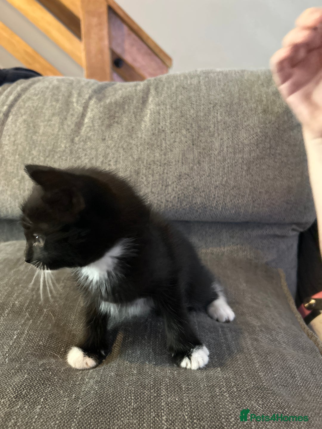 Mixed Breed cats for sale: 4 kittens for sale  - Image 4