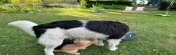 Mixed Breed dogs for sale: Cocker Sammy Spaniel puppies - Advert 8