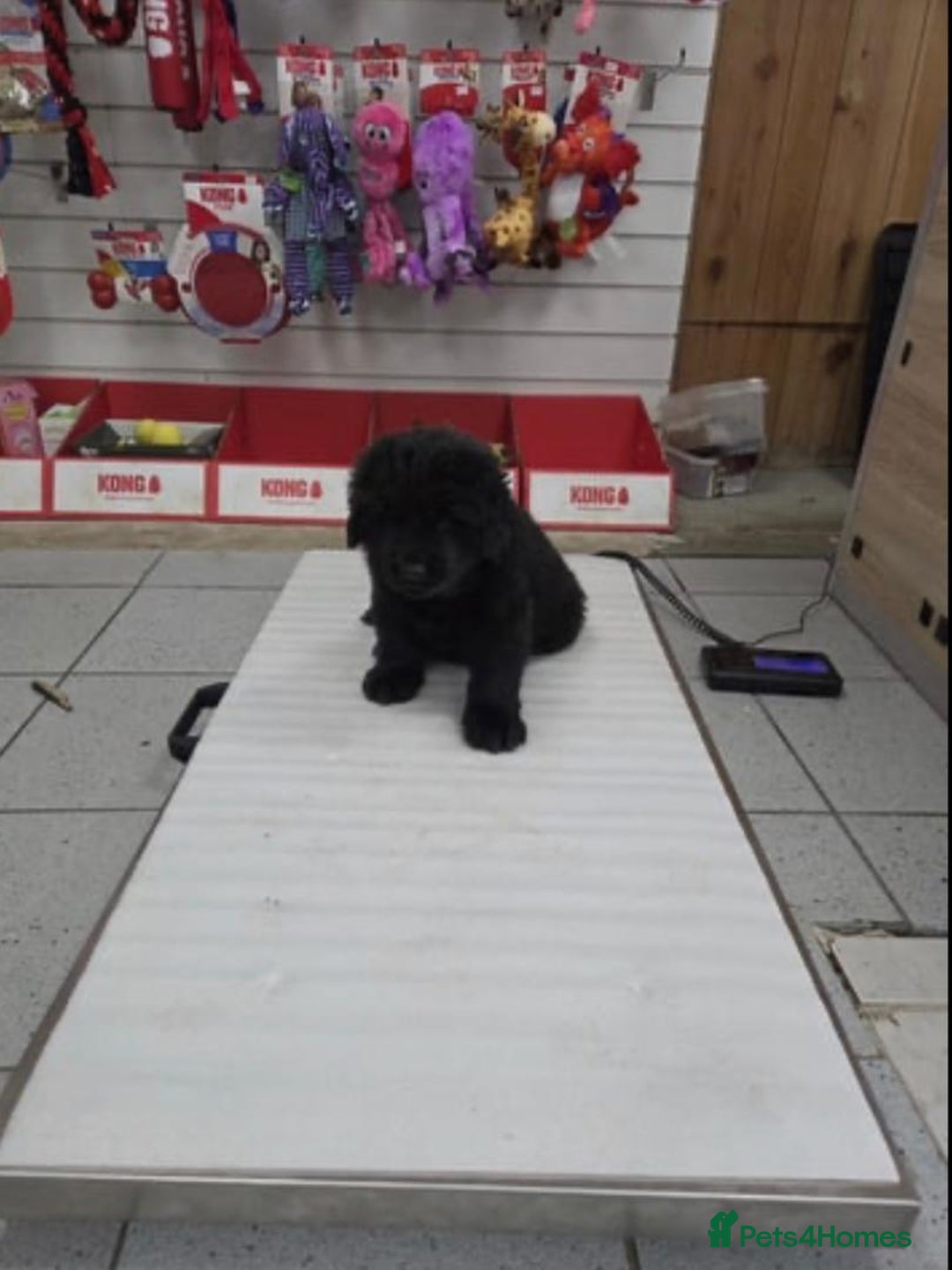 Newfoundland dogs for sale: Playful Newfoundland Puppies Available  - Image 4
