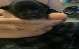 Mixed Breed dogs for sale: Staffy X puppies - Advert 14