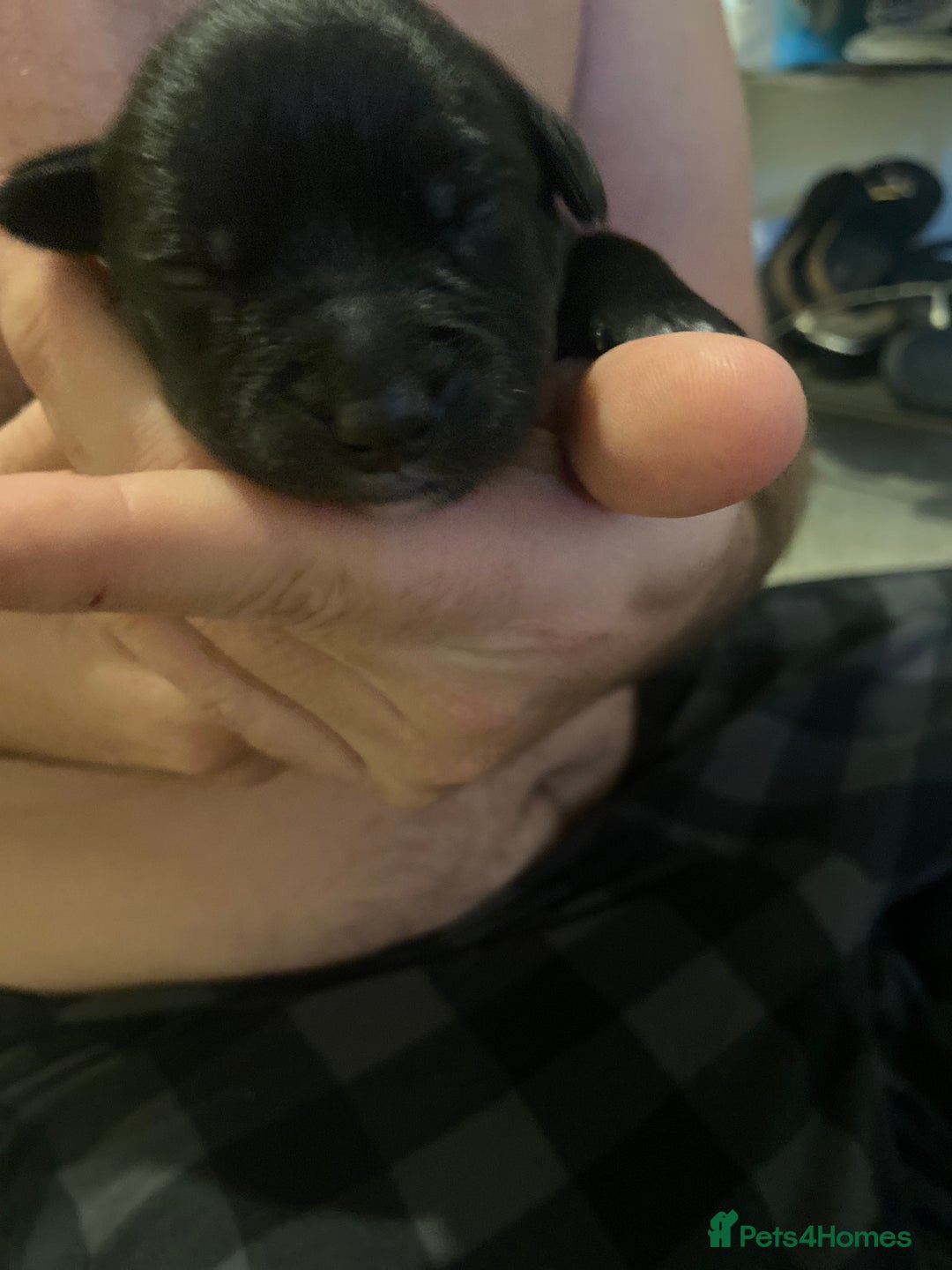 Mixed Breed dogs for sale: Staffy X puppies - Advert 14