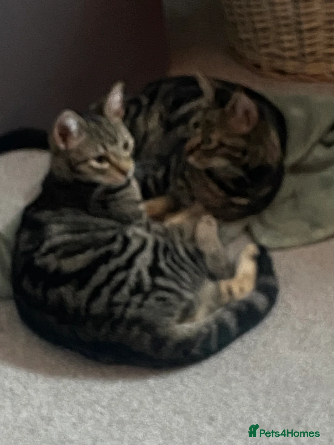 Bengal cats for sale: Beautiful bengal cross Russian blue tabby girl  - Advert 2