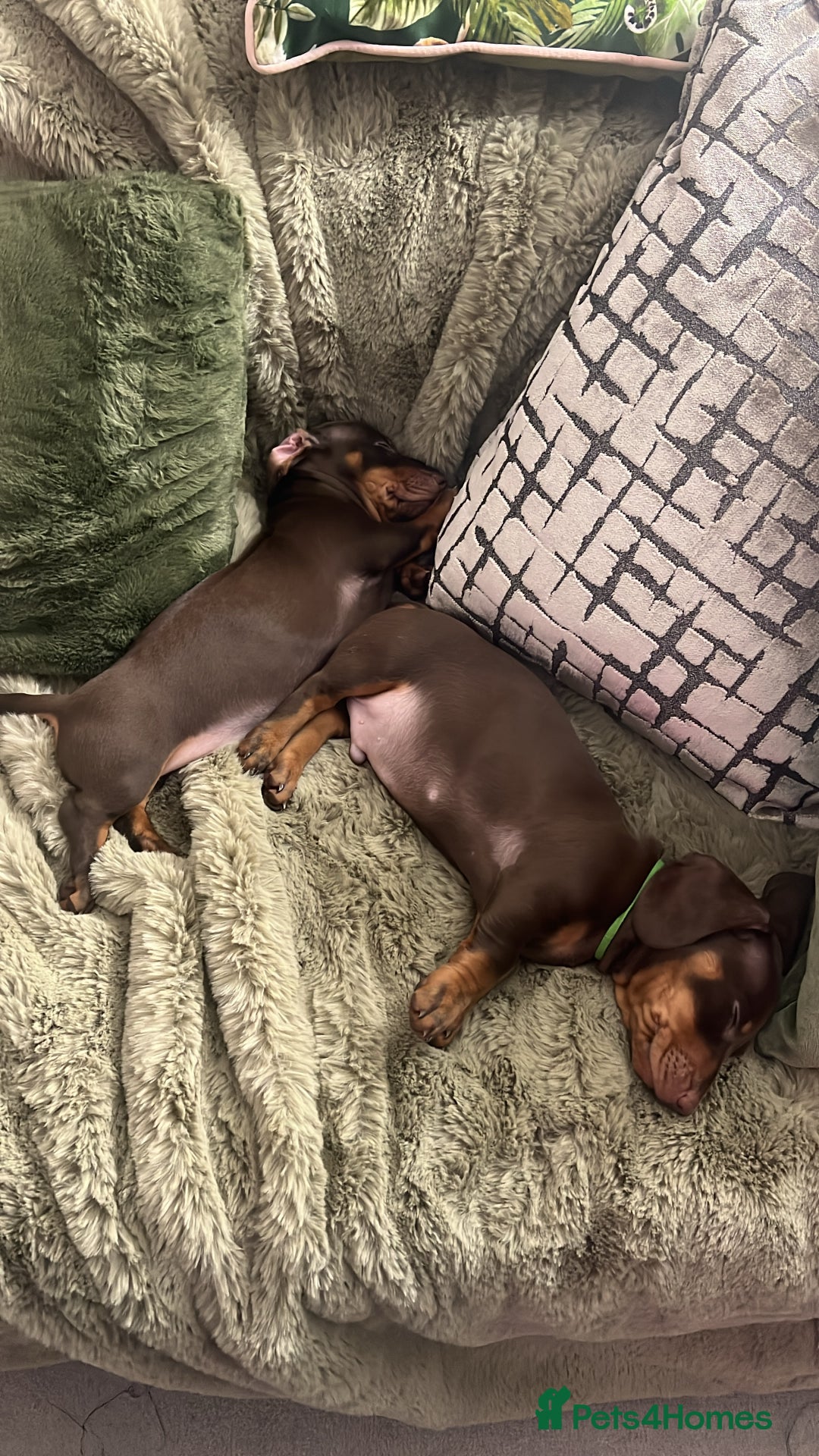 Dachshund dogs for sale: Dachshund puppies x 2 males  - Advert 2