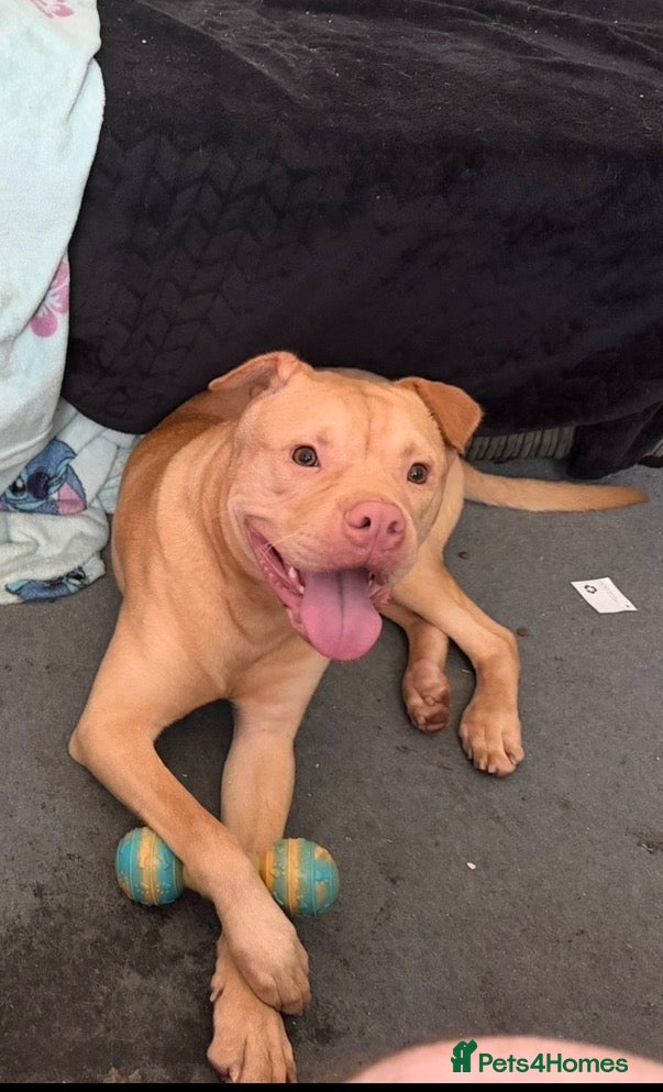 Mixed Breed dogs for sale: Male staffie cross sha-pei  in Leeds - Advert 2