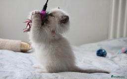 Ragdoll cats for sale: Active TICA princesses 👑❤️🩷💜 - Image 36
