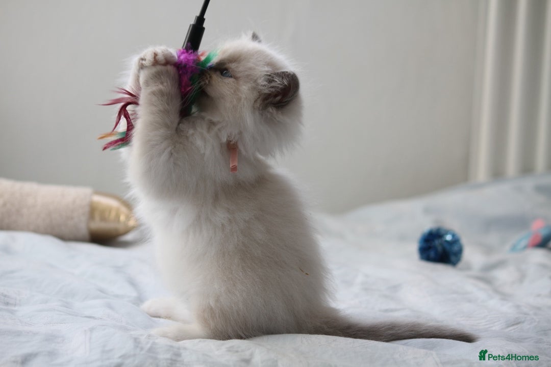 Ragdoll cats for sale: Active TICA princesses 👑❤️🩷💜 - Image 36