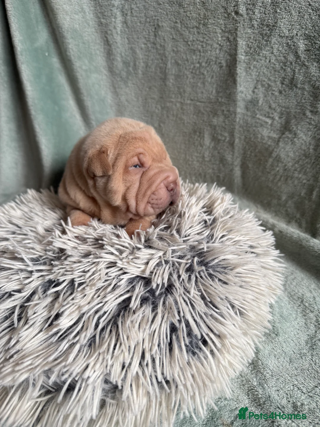 Shar Pei dogs for sale: Beautiful pure shar pei puppies - Advert 5