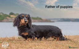 Miniature Dachshund dogs for sale: Handsome quality long haired male available  - Image 29