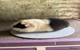 Guinea Pig rodents for sale: Two Sows looking for their new 🏡  - Image 4
