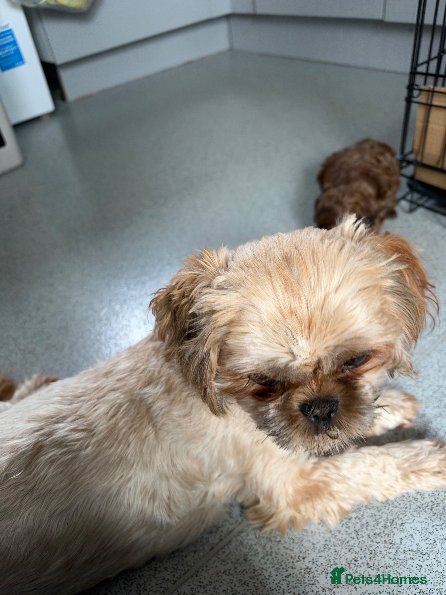 Shihpoo dogs Shihpoo - Advert 4
