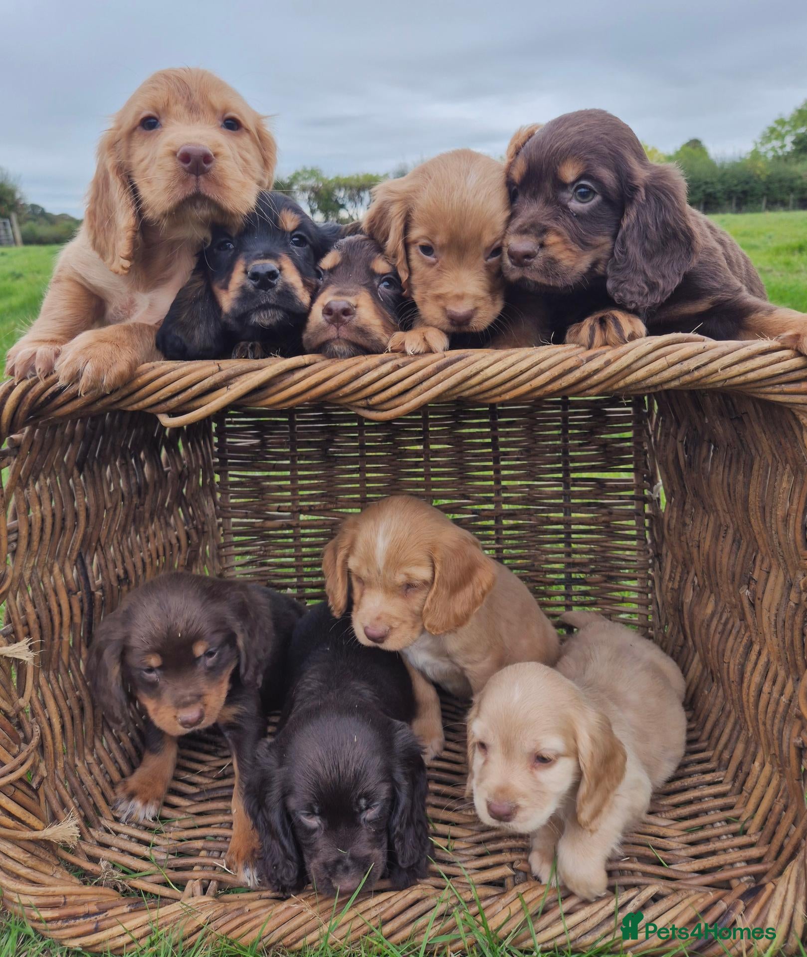 Cocker Spaniel dogs Kc Cocker spaniel pups - Advert 1