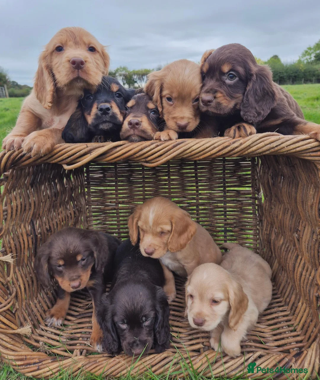 Cocker Spaniel dogs for sale: Kc Cocker spaniel pups - Advert 1