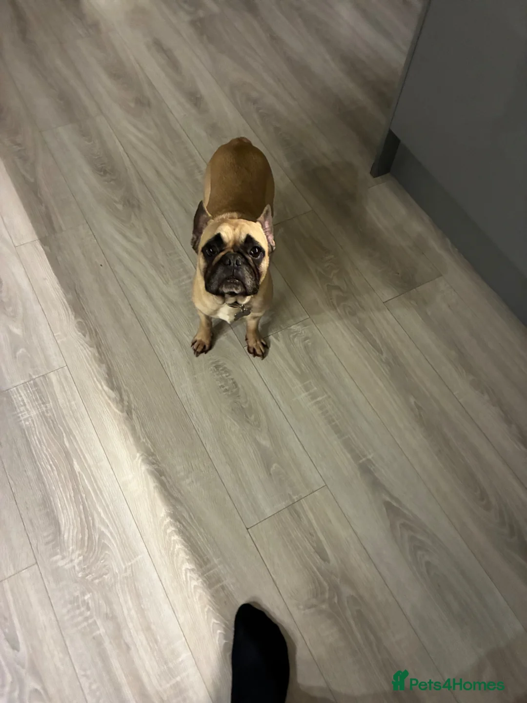 French Bulldog dogs for sale: 🐾 Home Needed for Rex 4yo French Bulldog 🐾 - Advert 2