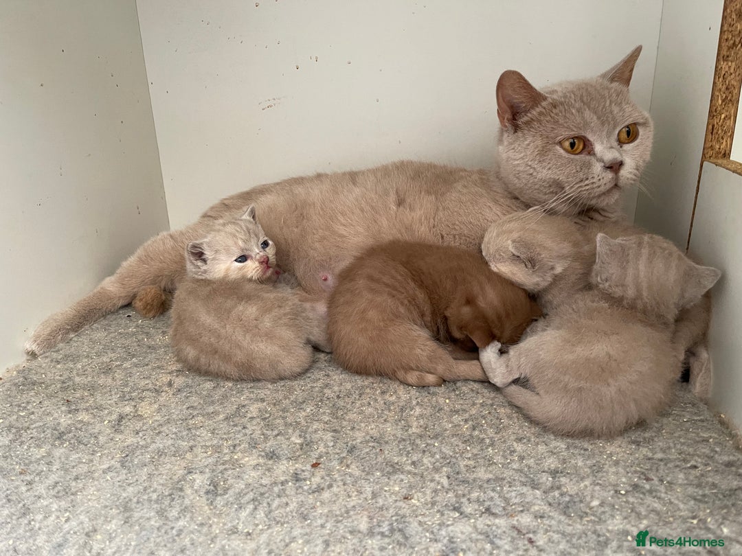 British Shorthair cats for sale: Adorable British Shorthair Kitten GCCF Registered  - Image 3