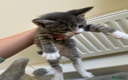 Mixed Breed cats for sale: Adorable kittens  - Image 4